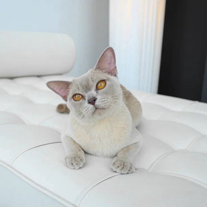 Roshell Arka Stella (bur b)